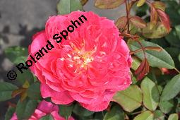 Strauchrose 'Benjamin Britten', Englische Rose 'Benjamin Britten', Rosa 'Benjamin Britten', Rosa 'Benjamin Britten', Strauchrose 'Benjamin Britten', Englische Rose 'Benjamin Britten', Rosaceae, Blühend Kauf von 07140_rosa_benjamin_britten_dsc_4165.jpg