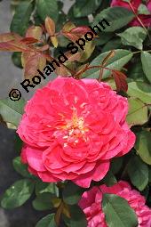 Strauchrose 'Benjamin Britten', Englische Rose 'Benjamin Britten', Rosa 'Benjamin Britten', Rosa 'Benjamin Britten', Strauchrose 'Benjamin Britten', Englische Rose 'Benjamin Britten', Rosaceae, Blühend Kauf von 07140_rosa_benjamin_britten_dsc_4166.jpg