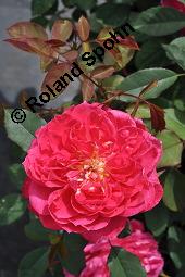 Strauchrose 'Benjamin Britten', Englische Rose 'Benjamin Britten', Rosa 'Benjamin Britten', Rosa 'Benjamin Britten', Strauchrose 'Benjamin Britten', Englische Rose 'Benjamin Britten', Rosaceae, Blühend Kauf von 07140_rosa_benjamin_britten_dsc_4167.jpg