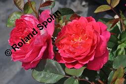 Strauchrose 'Benjamin Britten', Englische Rose 'Benjamin Britten', Rosa 'Benjamin Britten', Rosa 'Benjamin Britten', Strauchrose 'Benjamin Britten', Englische Rose 'Benjamin Britten', Rosaceae, Blühend Kauf von 07140_rosa_benjamin_britten_dsc_4168.jpg