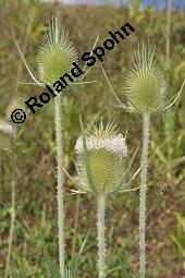 Schlitzblättrige Karde, Dipsacus laciniatus, Dipsacus laciniatus, Schlitzblättrige Karde, Dipsacaceae, Beblättert Kauf von 07141_dipsacus_laciniatus_dsc_6184.jpg