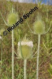 Schlitzblättrige Karde, Dipsacus laciniatus, Dipsacus laciniatus, Schlitzblättrige Karde, Dipsacaceae, Beblättert Kauf von 07141_dipsacus_laciniatus_dsc_6185.jpg