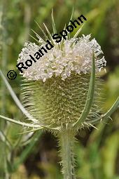 Schlitzblättrige Karde, Dipsacus laciniatus, Dipsacus laciniatus, Schlitzblättrige Karde, Dipsacaceae, Beblättert Kauf von 07141_dipsacus_laciniatus_dsc_6186.jpg