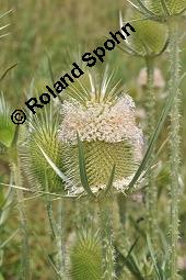 Schlitzblättrige Karde, Dipsacus laciniatus, Dipsacus laciniatus, Schlitzblättrige Karde, Dipsacaceae, Beblättert Kauf von 07141_dipsacus_laciniatus_dsc_6187.jpg