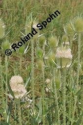 Schlitzblättrige Karde, Dipsacus laciniatus, Dipsacus laciniatus, Schlitzblättrige Karde, Dipsacaceae, Beblättert Kauf von 07141_dipsacus_laciniatus_dsc_6188.jpg