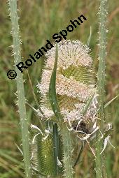 Schlitzblättrige Karde, Dipsacus laciniatus, Dipsacus laciniatus, Schlitzblättrige Karde, Dipsacaceae, Beblättert Kauf von 07141_dipsacus_laciniatus_dsc_6189.jpg