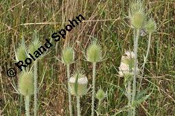 Schlitzblättrige Karde, Dipsacus laciniatus, Dipsacus laciniatus, Schlitzblättrige Karde, Dipsacaceae, Beblättert Kauf von 07141_dipsacus_laciniatus_dsc_6190.jpg