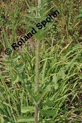 Schlitzblättrige Karde, Dipsacus laciniatus, Dipsacus laciniatus, Schlitzblättrige Karde, Dipsacaceae, Beblättert Kauf von 07141_dipsacus_laciniatus_dsc_6191.jpg