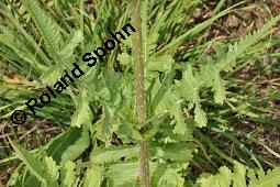 Schlitzblättrige Karde, Dipsacus laciniatus, Dipsacus laciniatus, Schlitzblättrige Karde, Dipsacaceae, Beblättert Kauf von 07141_dipsacus_laciniatus_dsc_6192.jpg