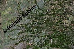 Gewöhnliches Quellmoos, Fontinalis antipyretica, Fontinalis antipyretica, Gewöhnliches Quellmoos, Moose, Habitus Kauf von 07142_fontinalis_antipyretica_dsc_6267.jpg