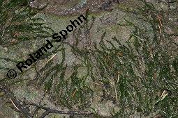 Gewöhnliches Quellmoos, Fontinalis antipyretica, Fontinalis antipyretica, Gewöhnliches Quellmoos, Moose, Habitus Kauf von 07142_fontinalis_antipyretica_dsc_6268.jpg