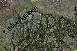 Gewöhnliches Quellmoos, Fontinalis antipyretica, Fontinalis antipyretica, Gewöhnliches Quellmoos, Moose, Habitus Kauf von 07142_fontinalis_antipyretica_dsc_6269.jpg