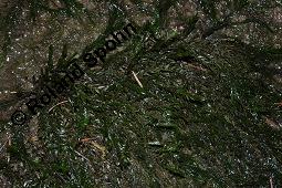 Gewöhnliches Quellmoos, Fontinalis antipyretica, Fontinalis antipyretica, Gewöhnliches Quellmoos, Moose, Habitus Kauf von 07142_fontinalis_antipyretica_dsc_6270.jpg