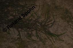 Gewöhnliches Quellmoos, Fontinalis antipyretica, Fontinalis antipyretica, Gewöhnliches Quellmoos, Moose, Habitus Kauf von 07142_fontinalis_antipyretica_dsc_6272.jpg