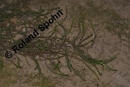 Gewöhnliches Quellmoos, Fontinalis antipyretica, Fontinalis antipyretica, Gewöhnliches Quellmoos, Moose, Habitus Kauf von 07142_fontinalis_antipyretica_dsc_6273.jpg