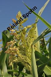 Sudangras, Sudanesische Sorghumhirse, Sorghum sudanense, Sorghum sudanense, Sudangras, Sudanesische Sorghumhirse, Poaceae, unreif fruchtend Kauf von 07146_sorghum_sudanense_dsc_6378.jpg