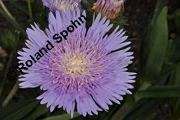 Kornblumenaster, Stokesie, Stokesia laevis, Stokesia laevis, Kornblumenaster, Stokesie, Asteraceae, Blühend Kauf von 07162_stokesia_laevis_dsc_6888.jpg