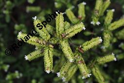 Ausdauernder Majoran, Origanum x majoricum, Origanum majoricum, Origanum vulgare x Origanum majorana, Origanum x majoricum, Origanum majoricum, Origanum vulgare x Origanum majorana, Ausdauernder Majoran, Lamiaceae, Blühend Kauf von 07164_origanum_majoricum_dsc_6931.jpg