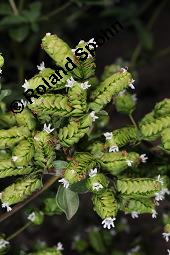 Ausdauernder Majoran, Origanum x majoricum, Origanum majoricum, Origanum vulgare x Origanum majorana, Origanum x majoricum, Origanum majoricum, Origanum vulgare x Origanum majorana, Ausdauernder Majoran, Lamiaceae, Blühend Kauf von 07164_origanum_majoricum_dsc_6932.jpg