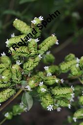 Ausdauernder Majoran, Origanum x majoricum, Origanum majoricum, Origanum vulgare x Origanum majorana, Origanum x majoricum, Origanum majoricum, Origanum vulgare x Origanum majorana, Ausdauernder Majoran, Lamiaceae, Blühend Kauf von 07164_origanum_majoricum_dsc_6933.jpg