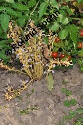 Hanf-Würger, Ästige Sommerwurz, Orobanche ramosa, Phelipaea ramosa, Phelypaea ramosa, Orobanche ramosa, Phelipaea ramosa, Phelypaea ramosa, Hanf-Würger, Ästige Sommerwurz, Orobanchaceae, Blühend, Orobanche ramosa auf Solanum lycopersicum, Tomate Kauf von 07166_orobanche_ramosa_dsc_6944.jpg
