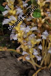 Hanf-Würger, Ästige Sommerwurz, Orobanche ramosa, Phelipaea ramosa, Phelypaea ramosa, Orobanche ramosa, Phelipaea ramosa, Phelypaea ramosa, Hanf-Würger, Ästige Sommerwurz, Orobanchaceae, Blühend, Orobanche ramosa auf Solanum lycopersicum, Tomate Kauf von 07166_orobanche_ramosa_dsc_6948.jpg