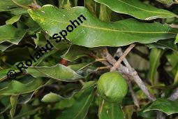 Echte Macadamianuss, Queenslandnuss, Macadamia integrifolia, Macadamia integrifolia, Echte Macadamianuss, Queenslandnuss, Proteaceae, unreif fruchtend Kauf von 07169_macadamia_integrifolia_dsc_6974.jpg