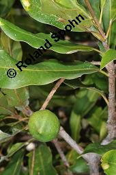 Echte Macadamianuss, Queenslandnuss, Macadamia integrifolia, Macadamia integrifolia, Echte Macadamianuss, Queenslandnuss, Proteaceae, unreif fruchtend Kauf von 07169_macadamia_integrifolia_dsc_6975.jpg