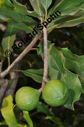 Echte Macadamianuss, Queenslandnuss, Macadamia integrifolia, Macadamia integrifolia, Echte Macadamianuss, Queenslandnuss, Proteaceae, unreif fruchtend Kauf von 07169_macadamia_integrifolia_dsc_6976.jpg