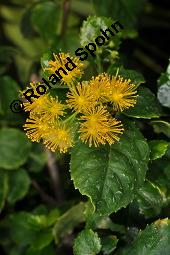 Goldspire-Azarabaum, Azara integrifolia, Azara integrifolia, Goldspire-Azarabaum, Flacourtiaceae/Salicaceae, Blühend Kauf von 07170_azara_integrifolia_dsc_6993.jpg