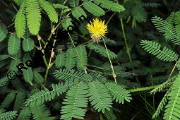 Wassermimose, Neptunia oleracea, Neptunia oleracea, Wassermimose, Mimosaceae, Blühend Kauf von 07171_neptunia_oleracea_dsc_7006.jpg