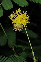 Wassermimose, Neptunia oleracea, Neptunia oleracea, Wassermimose, Mimosaceae, Blühend Kauf von 07171_neptunia_oleracea_dsc_7007.jpg