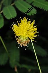 Wassermimose, Neptunia oleracea, Neptunia oleracea, Wassermimose, Mimosaceae, Blühend Kauf von 07171_neptunia_oleracea_dsc_7008.jpg