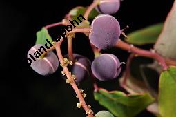 Blutendes Herz, Homalanthus populifolius, Homalanthus populifolius, Blutendes Herz, Euphorbiaceae, fruchtend Kauf von 07179_homalanthus_populifolius_dsc_7026.jpg