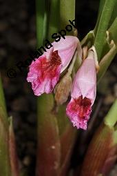 Chinesischer Ingwer, Tropenkrokus, Boesenbergia rotunda, Boesenbergia pandurata, Boesenbergia rotunda, Boesenbergia, pandurata, Chinesischer Ingwer, Tropenkrokus, Fingerwurz, Zingiberaceae, Blühend Kauf von 07180_boesenbergia_rotunda_dsc_7034.jpg