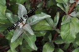Silber-Ölweide, Elaeagnus commutata, Elaeagnus argentea Pursh., Elaeagnus commutata, Elaeagnus argentea Pursh., Silber-Ölweide, Elaeagnaceae, Beblättert Kauf von 07183_elaeagnus_commutata_dsc_7107.jpg