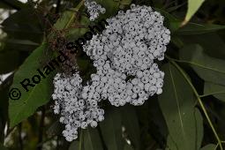 Blauer Holunder, Sambucus nigra ssp. caerulea, Sambucus caerulea, Sambucus nigra ssp. caerulea, Sambucus caerulea, Blauer Holunder, Caprifoliaceae/Adoxaceae, fruchtend Kauf von 07184_sambucus_nigra_caerulea_dsc_7132.jpg