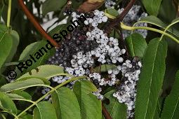 Blauer Holunder, Sambucus nigra ssp. caerulea, Sambucus caerulea, Sambucus nigra ssp. caerulea, Sambucus caerulea, Blauer Holunder, Caprifoliaceae/Adoxaceae, fruchtend Kauf von 07184_sambucus_nigra_caerulea_dsc_7133.jpg