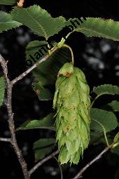 Herzblättrige Hainbuche, Carpinus cordata, Carpinus cordata, Herzblättrige Hainbuche, Betulaceae, Früchte Kauf von 07185_carpinus_cordata_dsc_7136.jpg