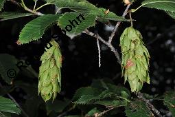 Herzblättrige Hainbuche, Carpinus cordata, Carpinus cordata, Herzblättrige Hainbuche, Betulaceae, Früchte Kauf von 07185_carpinus_cordata_dsc_7137.jpg