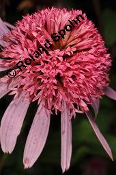 Scheinsonnenhut 'Pink Double Delight', Roter Sonnenhut 'Pink Double Delight', Echinacea purpure 'Pink Double Delight', Echinacea purpure 'Pink Double Delight', Scheinsonnenhut 'Pink Double Delight', Roter Sonnenhut 'Pink Double Delight', Asteraceae, Blütenkörbchen Kauf von 07186_echinacea_purpurea_pink_double_delight_dsc_7218.jpg