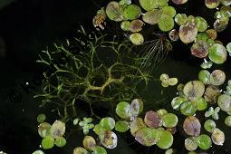 Untergetauchtes Sternlebermoos, Flutendes Teichlebermoos, Riccia fluitans, Untergetauchtes Sternlebermoos, Flutendes Teichlebermoos, Lebermoose, Thallus Kauf von 07190_riccia_fluitans_dsc_7577.jpg