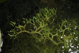 Untergetauchtes Sternlebermoos, Flutendes Teichlebermoos, Riccia fluitans, Untergetauchtes Sternlebermoos, Flutendes Teichlebermoos, Lebermoose, Thallus Kauf von 07190_riccia_fluitans_dsc_7578.jpg
