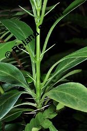 Stachelschweinstrauch, Barleria prionitis, Barleria prionitis, Stachelschweinstrauch, Acanthaceae, Beblättert Kauf von 07191_barleria_prionitis_dsc_7579.jpg