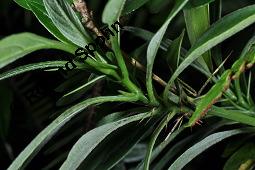 Stachelschweinstrauch, Barleria prionitis, Barleria prionitis, Stachelschweinstrauch, Acanthaceae, Beblättert Kauf von 07191_barleria_prionitis_dsc_7580.jpg