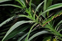 Stachelschweinstrauch, Barleria prionitis, Barleria prionitis, Stachelschweinstrauch, Acanthaceae, Beblättert Kauf von 07191_barleria_prionitis_dsc_7581.jpg