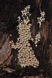 Schwefelkopf, Hypholoma sp., Hypholoma sp., Schwefelkopf, Basidiomyceten, Fruchtkörper, an abgestorbenem Stubben Kauf von 07194_hypholoma_sp_dsc_7697.jpg