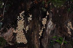 Schwefelkopf, Hypholoma sp., Hypholoma sp., Schwefelkopf, Basidiomyceten, Fruchtkörper, an abgestorbenem Stubben Kauf von 07194_hypholoma_sp_dsc_7698.jpg