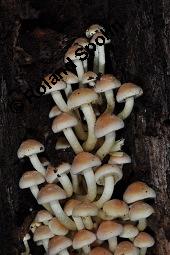 Schwefelkopf, Hypholoma sp., Hypholoma sp., Schwefelkopf, Basidiomyceten, Fruchtkörper, an abgestorbenem Stubben Kauf von 07194_hypholoma_sp_dsc_7699.jpg