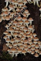 Schwefelkopf, Hypholoma sp., Hypholoma sp., Schwefelkopf, Basidiomyceten, Fruchtkörper, an abgestorbenem Stubben Kauf von 07194_hypholoma_sp_dsc_7700.jpg